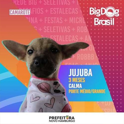 Big Dog Brasil: cidade faz campanha de adoção de cães inspirada no BBB