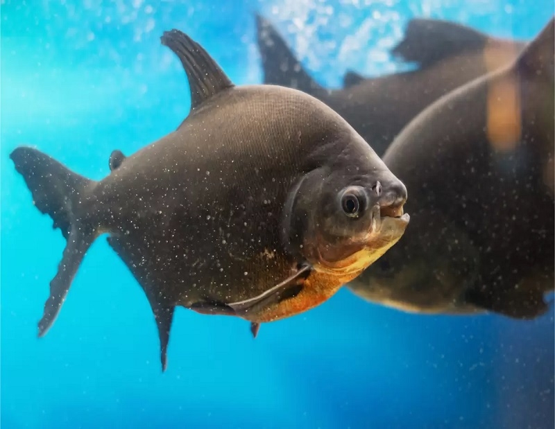 Inteligência artificial brasileira ajuda na reprodução de peixes