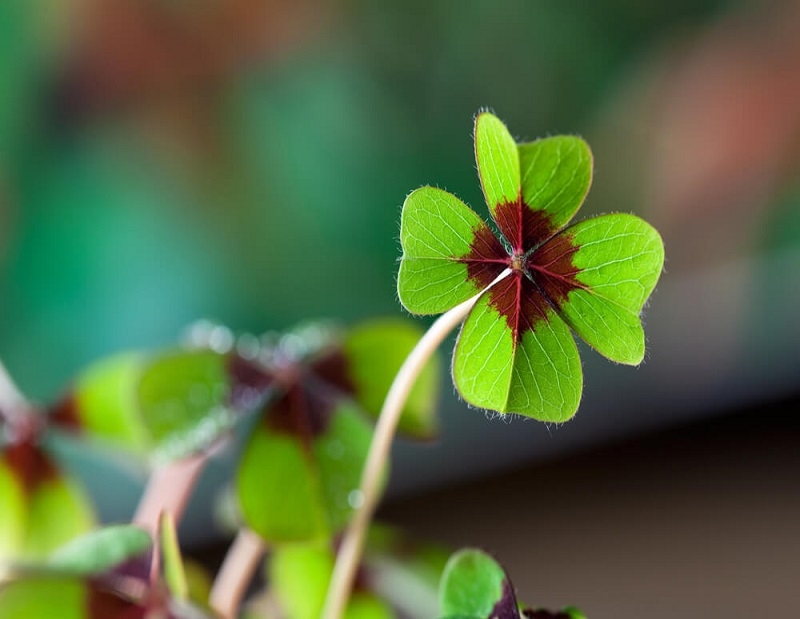 Plantas da sorte: energia da natureza para atrair saúde, dinheiro, fortuna  e um próspero Ano Novo