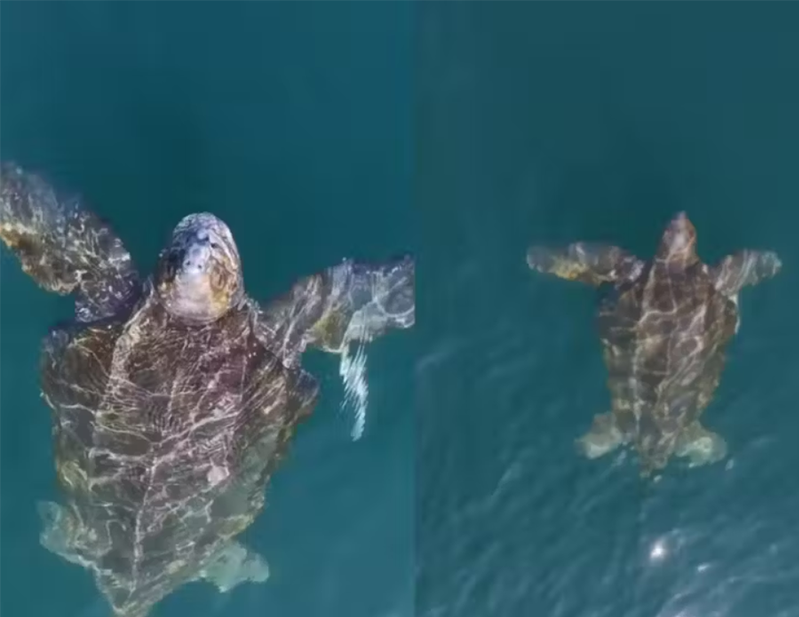 Maior tartaruga do mundo é fotografada em praia do litoral de SP